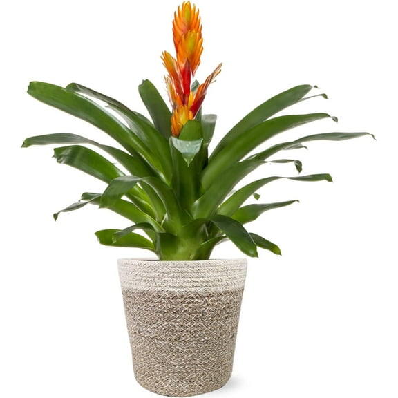 Just Add Ice 15" Tall Orange Vriesea Bromeliad Live Plant in 5" Moss Topped Cream Jute Pot, House Plant