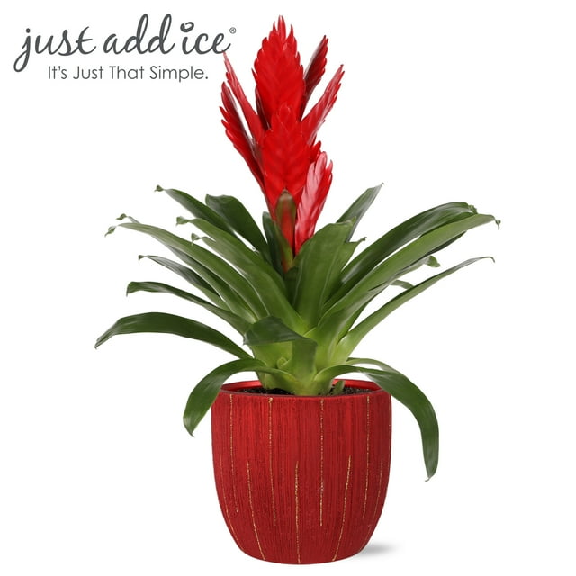 Just Add Ice 15" Tall Red Vriesea Bromeliad in 5" Red Ceramic Pot, Live Plant, Indirect Light, Indoor House Plant