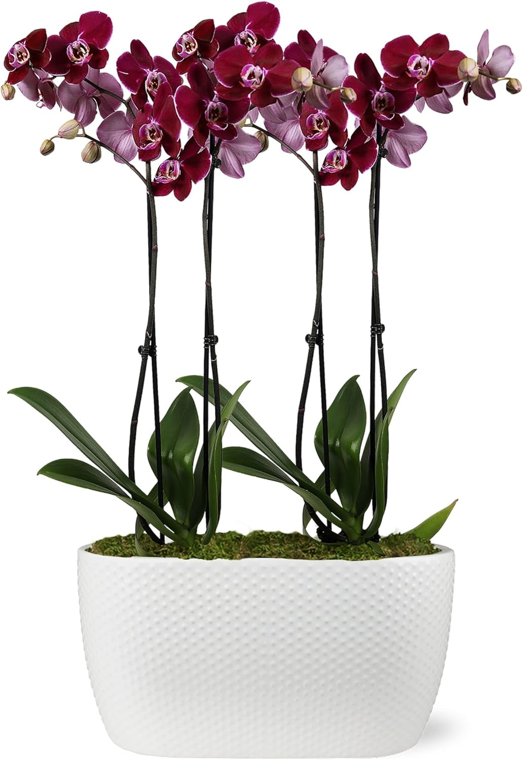 Just Add Ice 16-30" Dark Purple Premium Orchid Duo Live Plants in 10" White Dot Ceramic Planter, House Plant