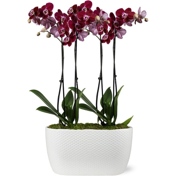 Just Add Ice 16-30" Dark Purple Premium Orchid Duo Live Plants in 10" White Dot Ceramic Planter, House Plant