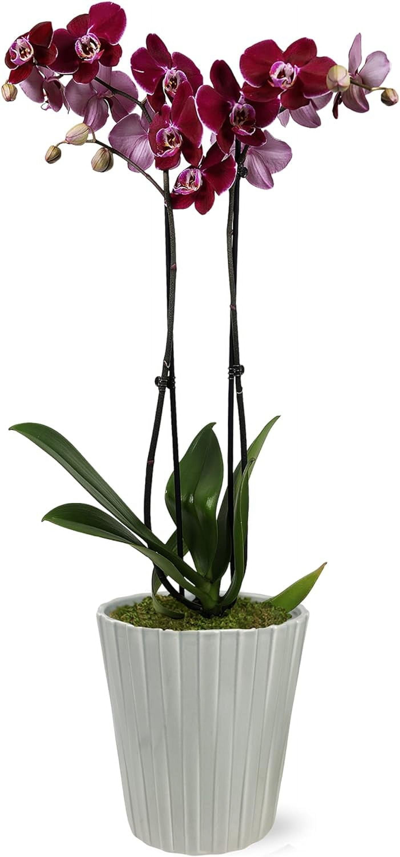 Just Add Ice 16-30" Dark Purple Premium Orchid Live Plant in 5" Grey Ceramic Pot, House Plant
