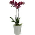 thumbnail image 1 of Just Add Ice 16-30" Dark Purple Premium Orchid Live Plant in 5" Grey Ceramic Pot, House Plant, 1 of 7