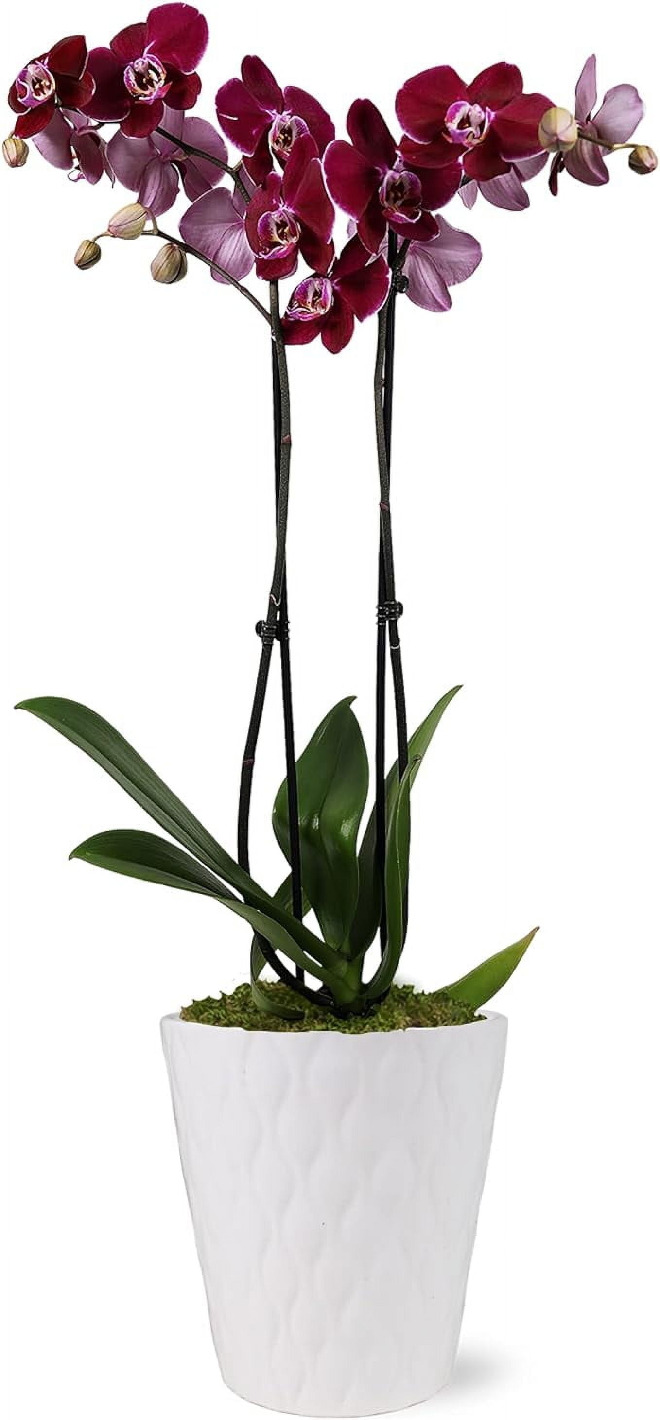 Dark Purple Orchid in White Ceramic Pot, 30-inch