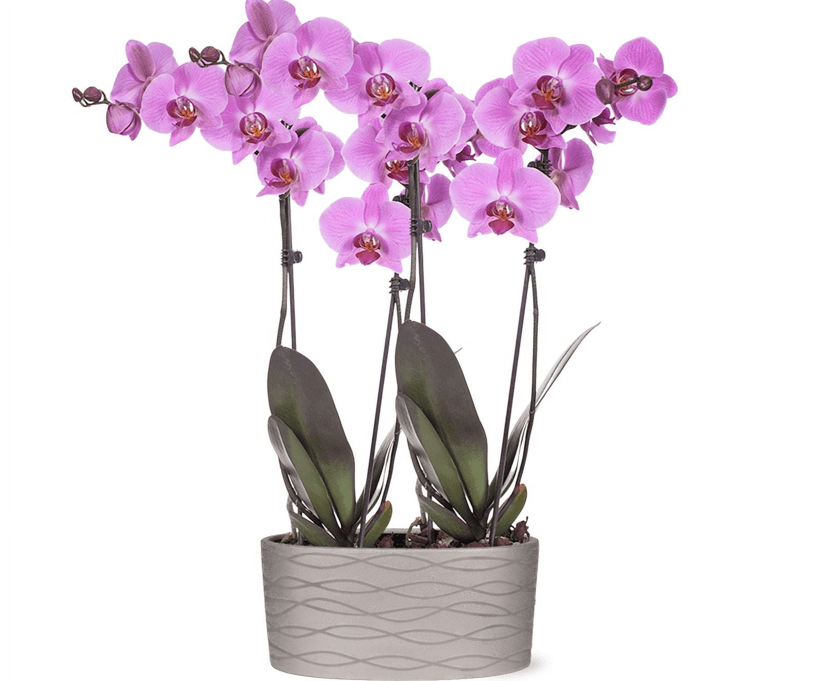 Just Add Ice 16-30" Pink Premium Orchid Duo Live Plants in 10" Silver Ceramic Planter, Indoor House Plant, Bright Indirect Lighting
