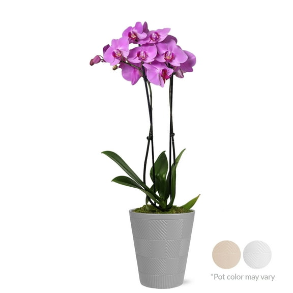 Just Add Ice 16-30" Pink Premium Orchid Live Plant in 5" Grey Ceramic Pot, House Plant
