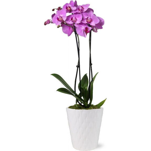 Just Add Ice 16-30" Pink Premium Orchid Live Plant in 5" White Ceramic Pot, House Plant