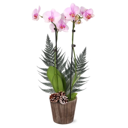 Just Add Ice 16-30" Premium Light Pink Orchid Live Plant W/ Fern in 5" Brown Wood Pot with Snowy Pinecones, House Plant