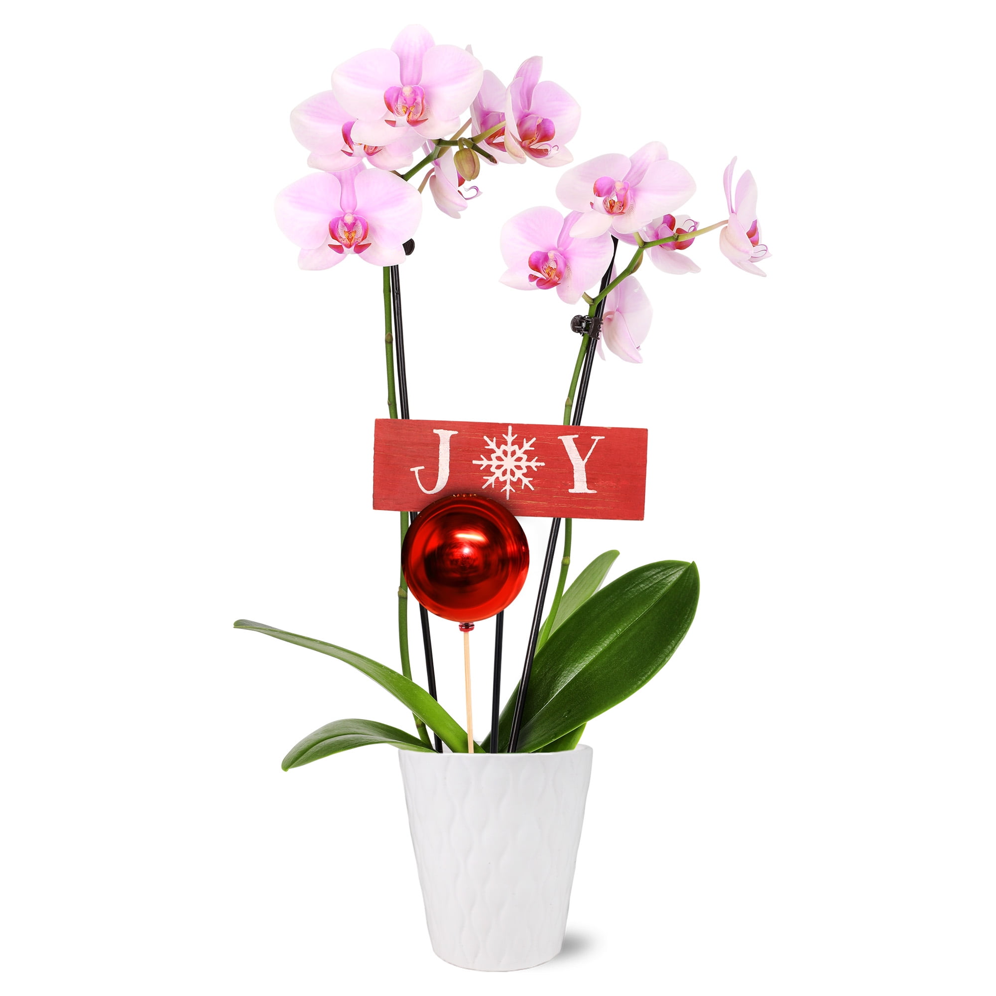 Just Add Ice 1630" Premium Light Pink Orchid Live Plant in 5" White