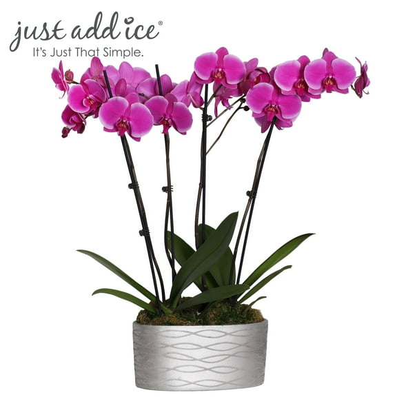 Just Add Ice 16-30" Purple Premium Orchid Duo Live Plants in 10" Silver Ceramic Planter, House Plant