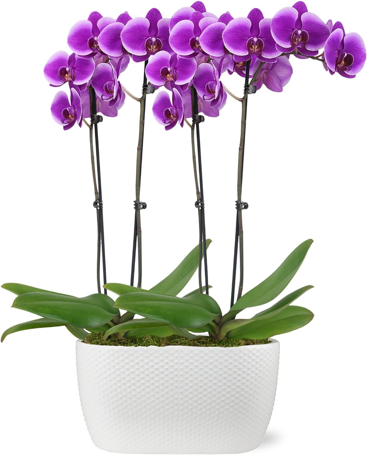 Just Add Ice 16-30" Purple Premium Orchid Duo Live Plants in 10" White Dot Ceramic Planter, House Plant