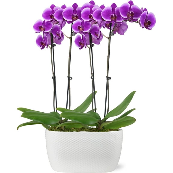 Just Add Ice 16-30" Purple Premium Orchid Duo Live Plants in 10" White Dot Ceramic Planter, House Plant