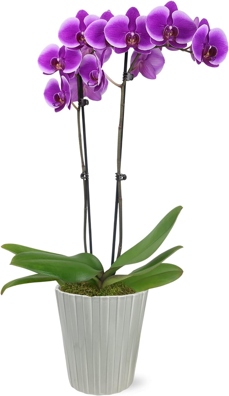 Just Add Ice 16-30" Purple Premium Orchid Live Plant in 5" Grey Ceramic Pot, House Plant