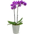thumbnail image 1 of Just Add Ice 16-30" Purple Premium Orchid Live Plant in 5" Grey Ceramic Pot, House Plant, 1 of 7