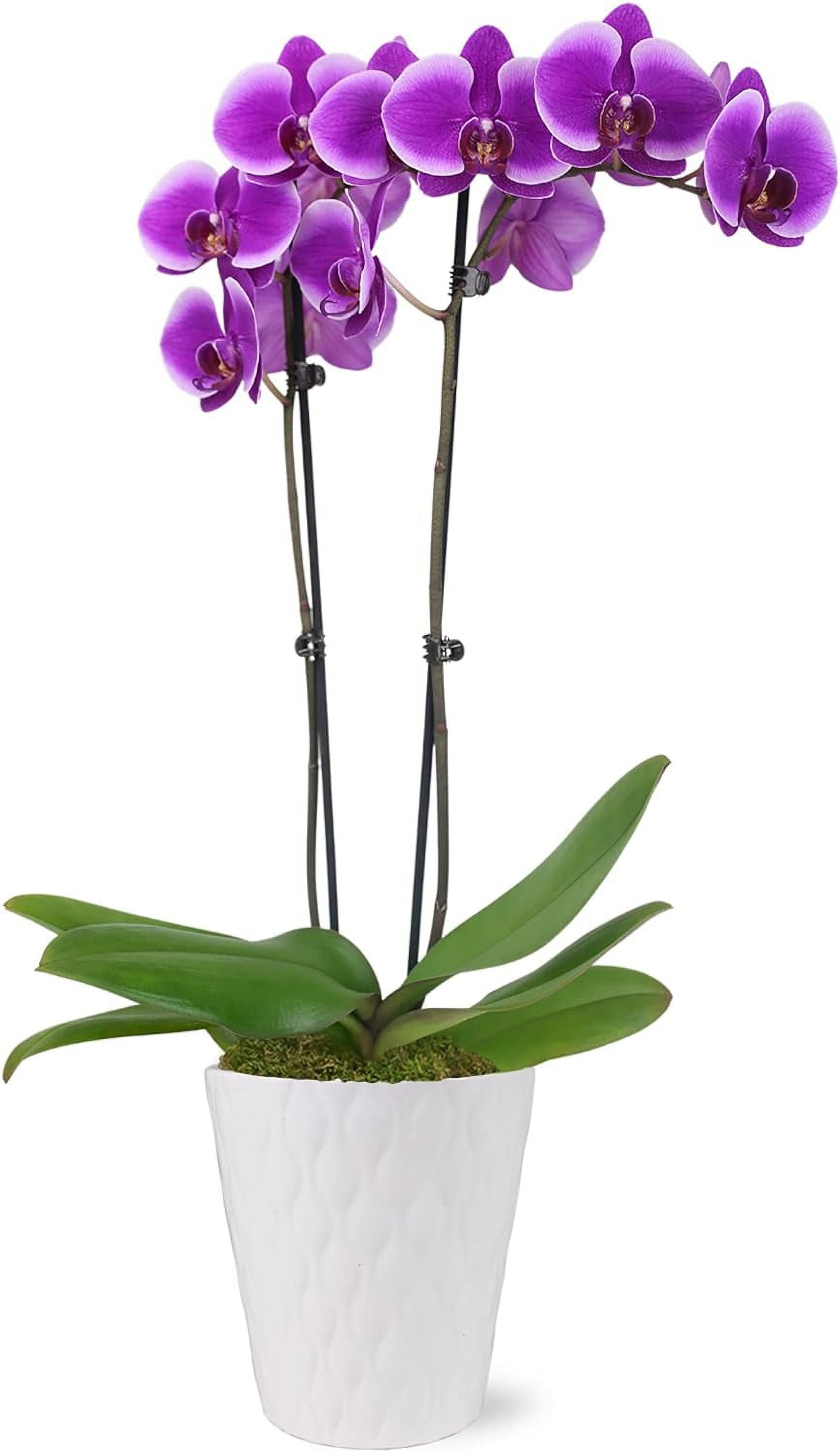 Elegant Purple Orchid in White Ceramic Pot