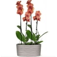 thumbnail image 1 of Just Add Ice 16-30" Salmon Premium Orchid Duo Live Plants in 10" Silver Ceramic Planter, House Plant, 1 of 5