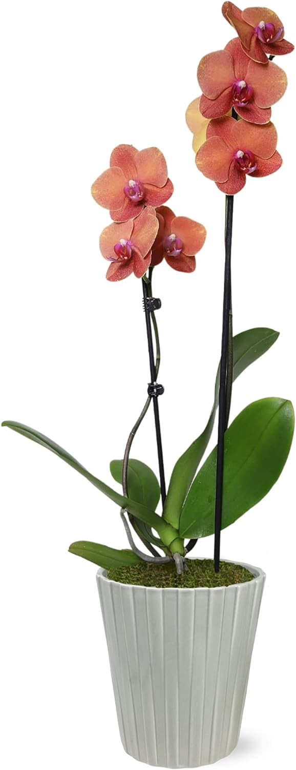 Salmon Phalaenopsis Orchid in Beige Ceramic Pot