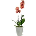 thumbnail image 1 of Just Add Ice 16-30" Salmon Premium Orchid Live Plant in 5" Grey Ceramic Pot, House Plant, 1 of 7