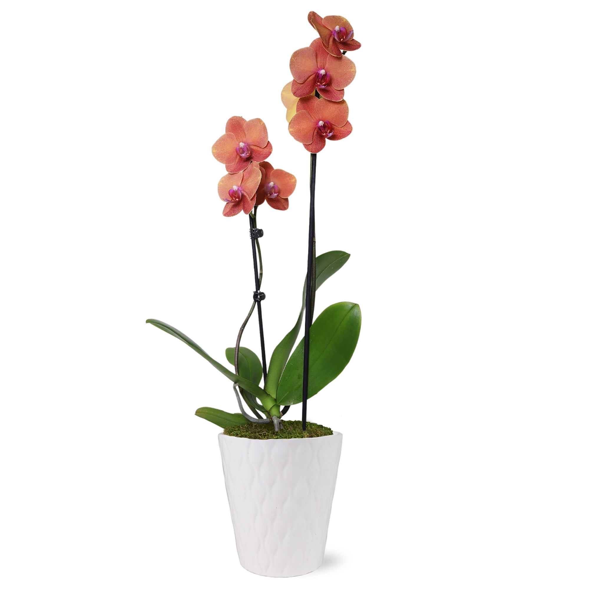 Salmon Orchid in White Ceramic Pot, 30-inch Indoor Plant