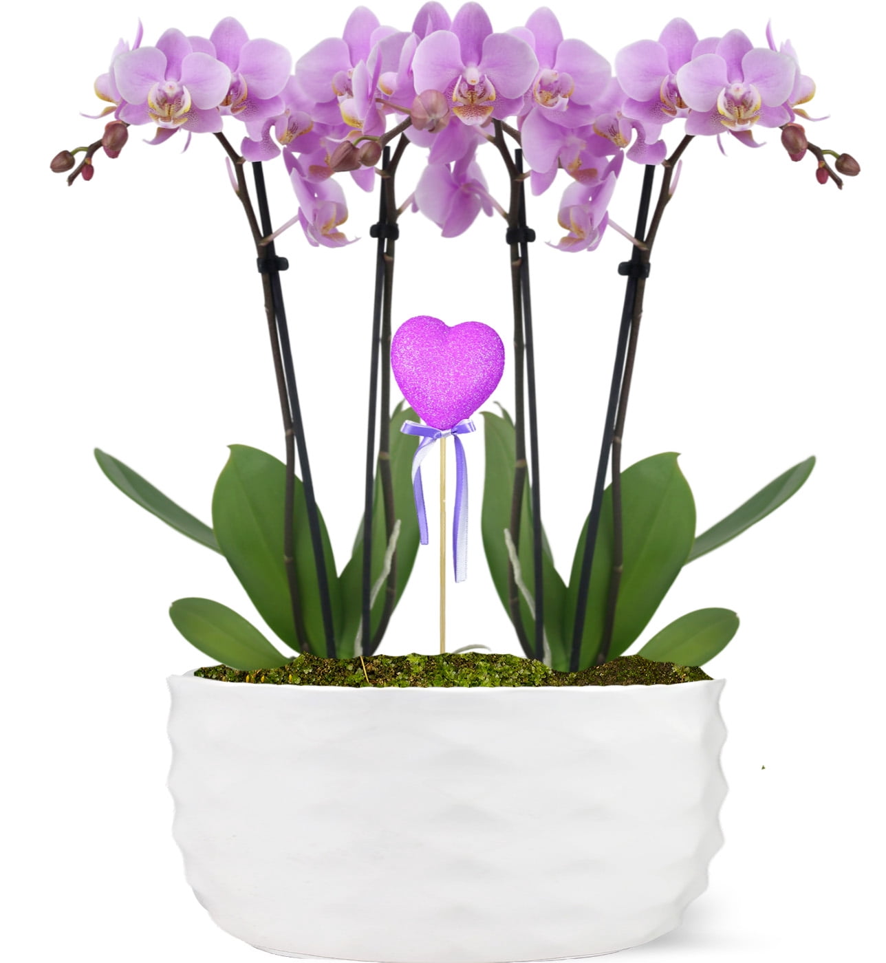 Just Add Ice 16-30” Tall, Two 5" Lavender Orchid Garden, with 10in Ceramic Pot