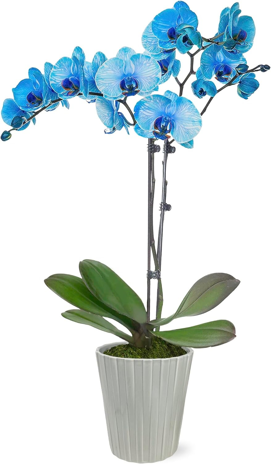 Watercolor Blue Phalaenopsis Orchid in Beige Ceramic Pot