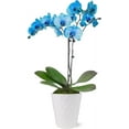 thumbnail image 1 of Just Add Ice 16-30" Watercolor Blue Premium Orchid Live Plant in 5" White Ceramic Pot, House Plant, 1 of 7