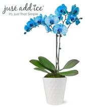 Just Add Ice 16-30" Watercolor Blue Premium Orchid Live Plant in 5" White Ceramic Pot, House Plant