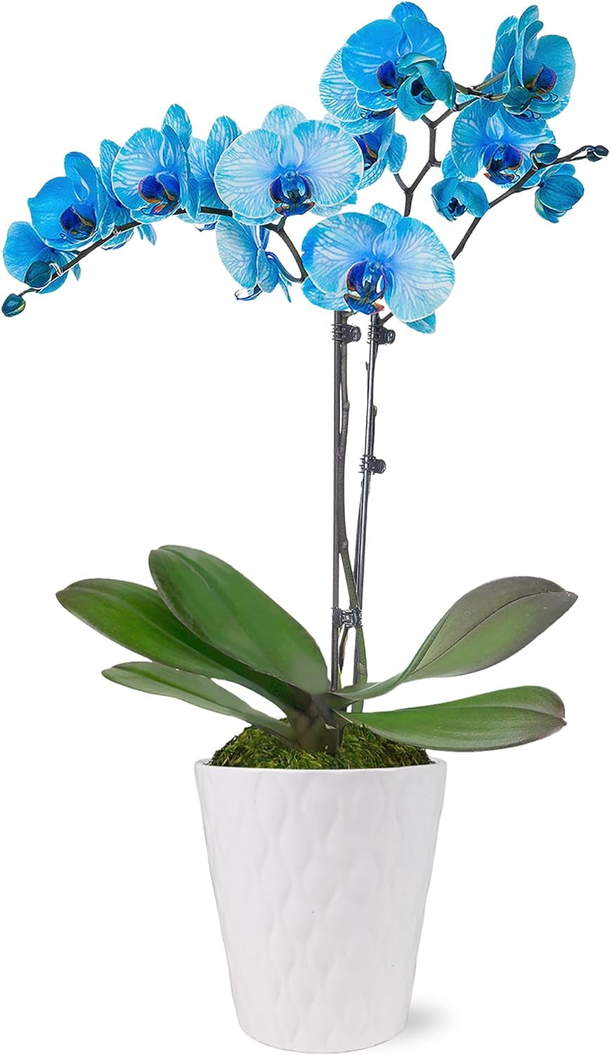 Just Add Ice 16-30" Watercolor Blue Premium Orchid Live Plant in 5" White Ceramic Pot, House Plant