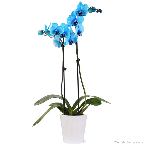 Just Add Ice 16-30" Watercolor Orchid Live Plant in 5" White Decorative Pot