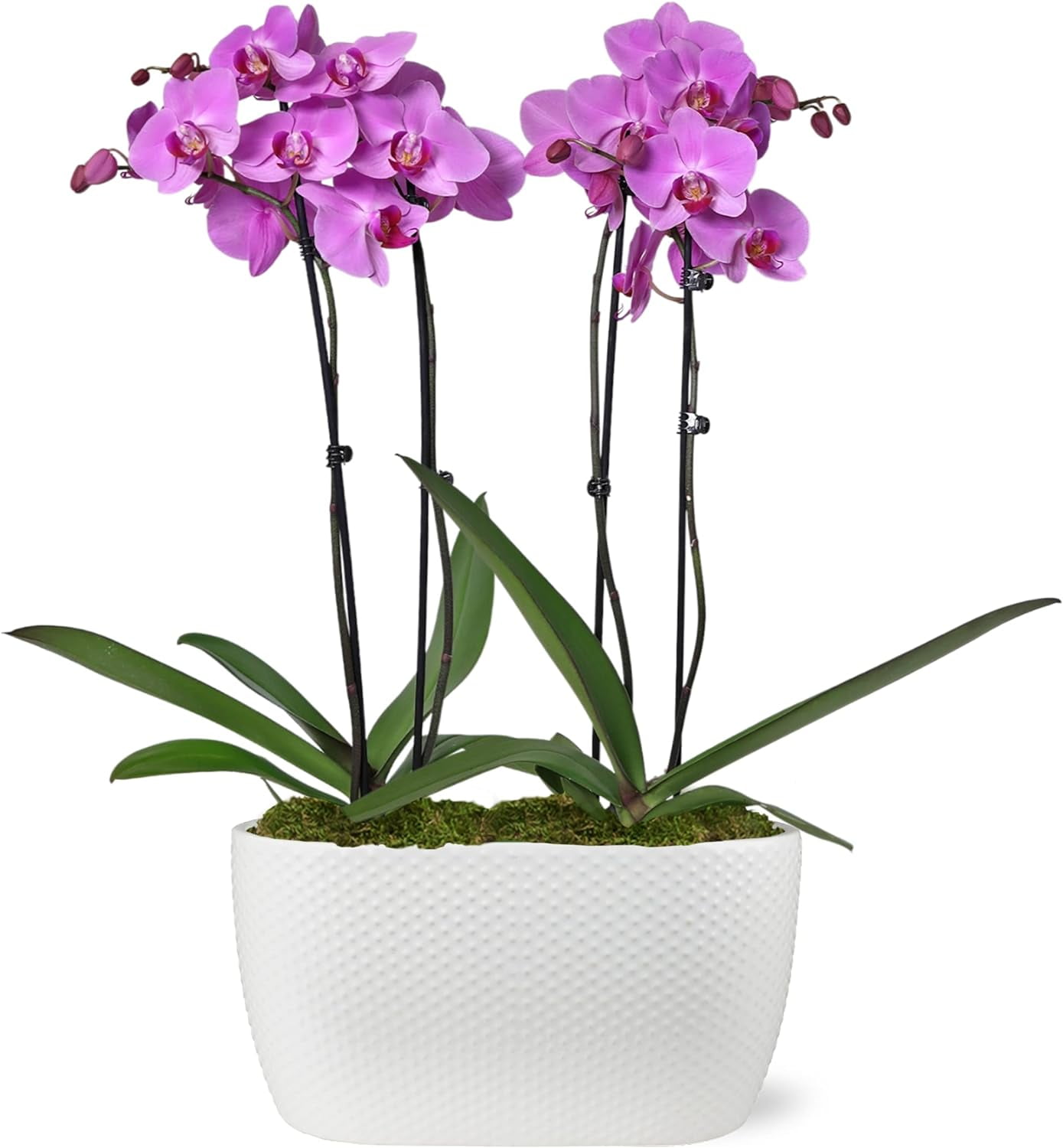 Just Add Ice 16-30" Watercolor Pink Premium Orchid Duo Live Plants in 10" White Dot Ceramic Planter, House Plant