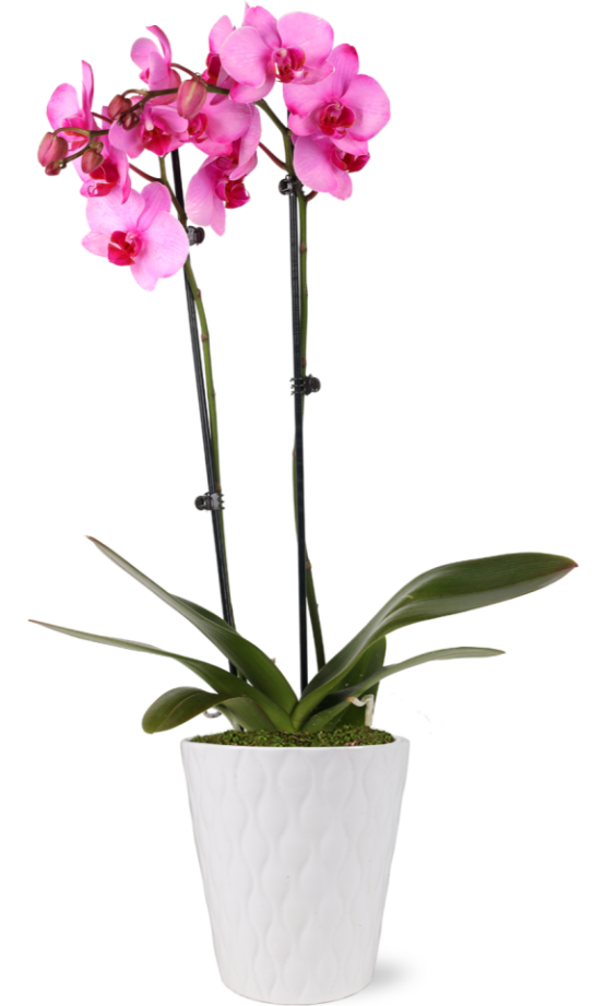 Just Add Ice 16-30" Watercolor Pink Premium Orchid Live Plant in 5 ...