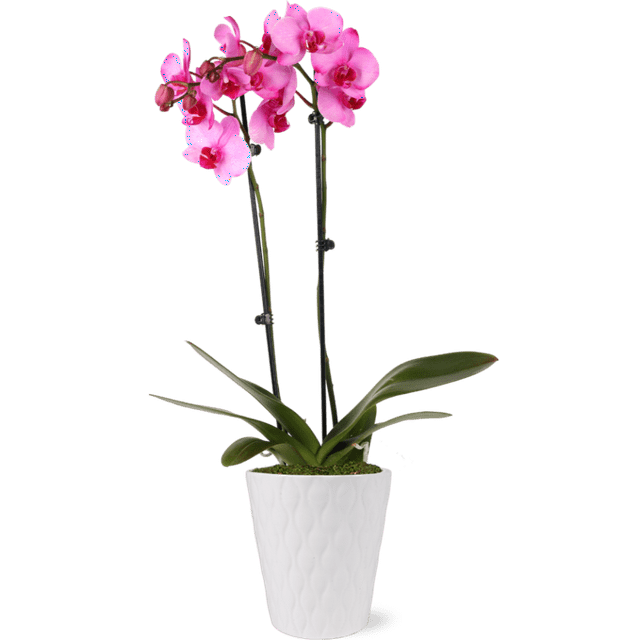 Just Add Ice 1630" Watercolor Pink Premium Orchid Live Plant in 5