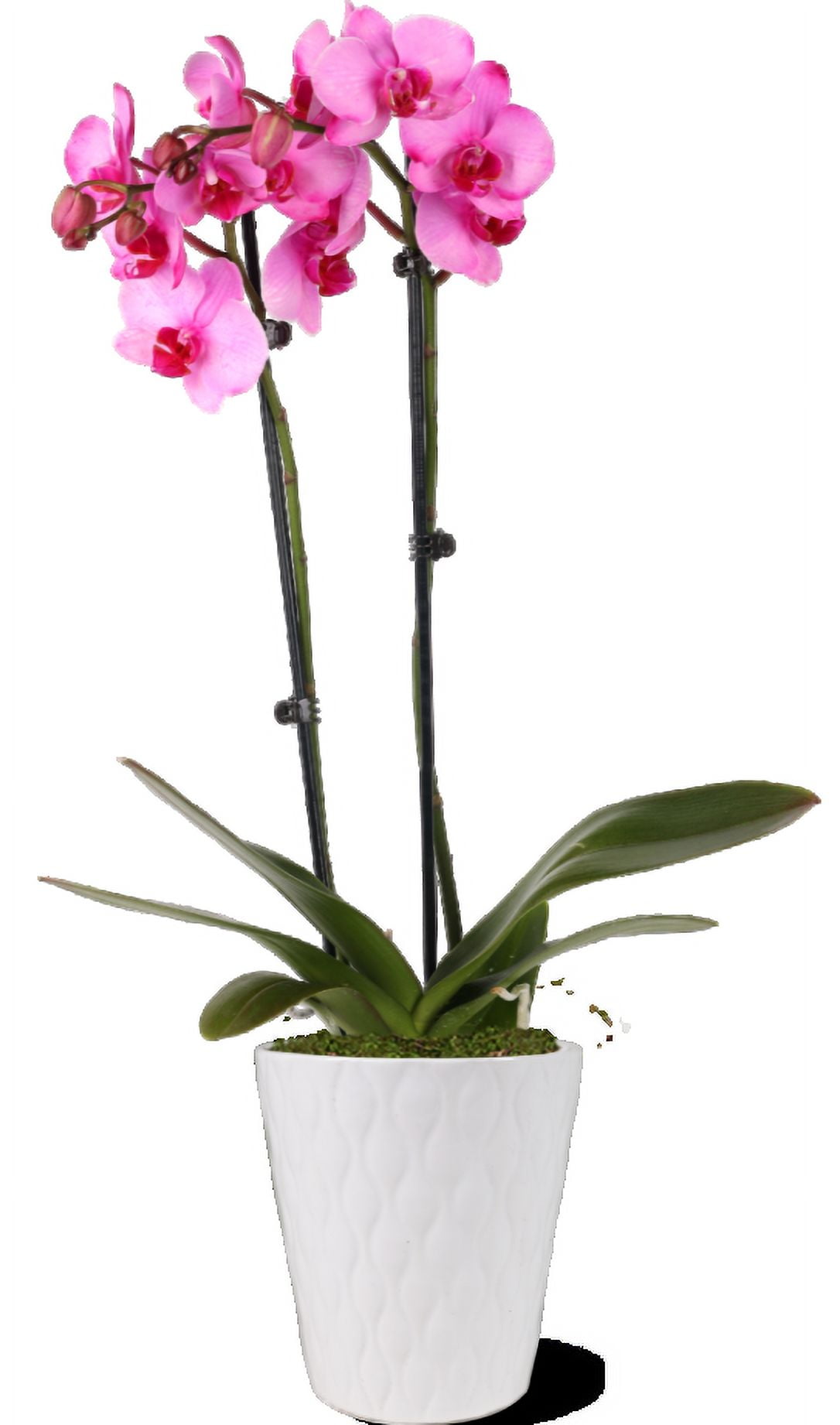 Watercolor Pink Orchid in White Ceramic Pot, 16-30 Inches