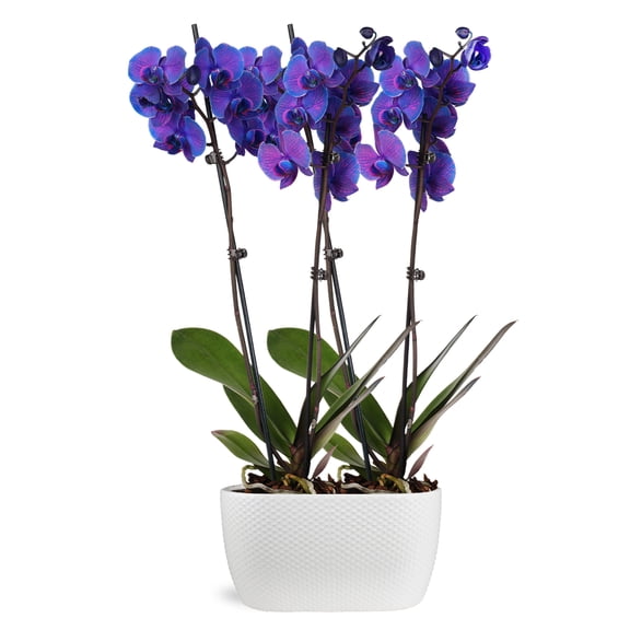 Just Add Ice 16-30" Watercolor Purple Premium Orchid Duo Live Plants in 10" White Dot Ceramic Planter, House Plant