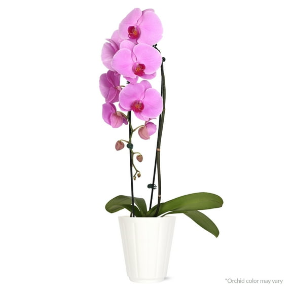 Just Add Ice 16-30" Watercolor Orchid Live Plant in 5" White Decorative Pot