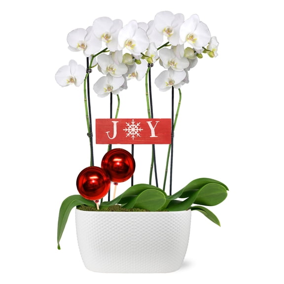 Just Add Ice 16-30" White Orchid Duo Live Plants in 10" White Ceramic Planter with Red Joy & Ornament, House Plant