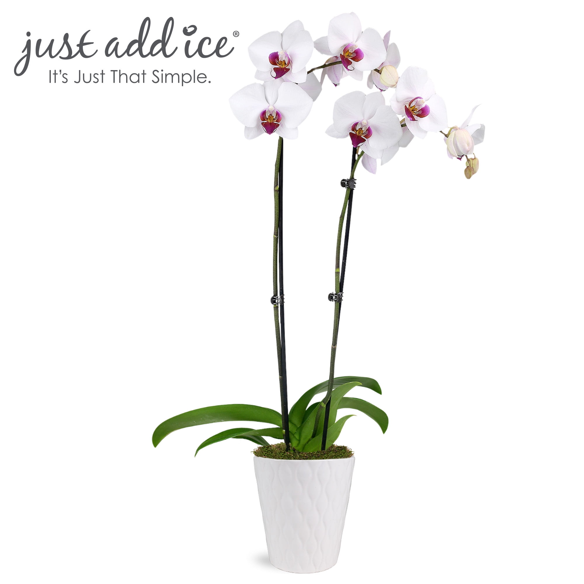 Just Add Ice 16-30" White and Purple Premium Orchid Live Plant in 5" White Ceramic Pot, House Plant