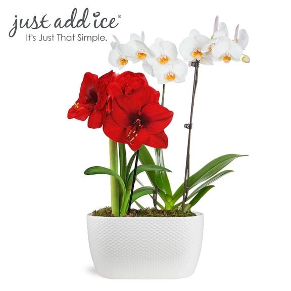 Just Add Ice 16-30" White and Yellow Orchid and 14-18" Red Amaryllis Live Plants in 10" White Dot Ceramic Planter, House Plant