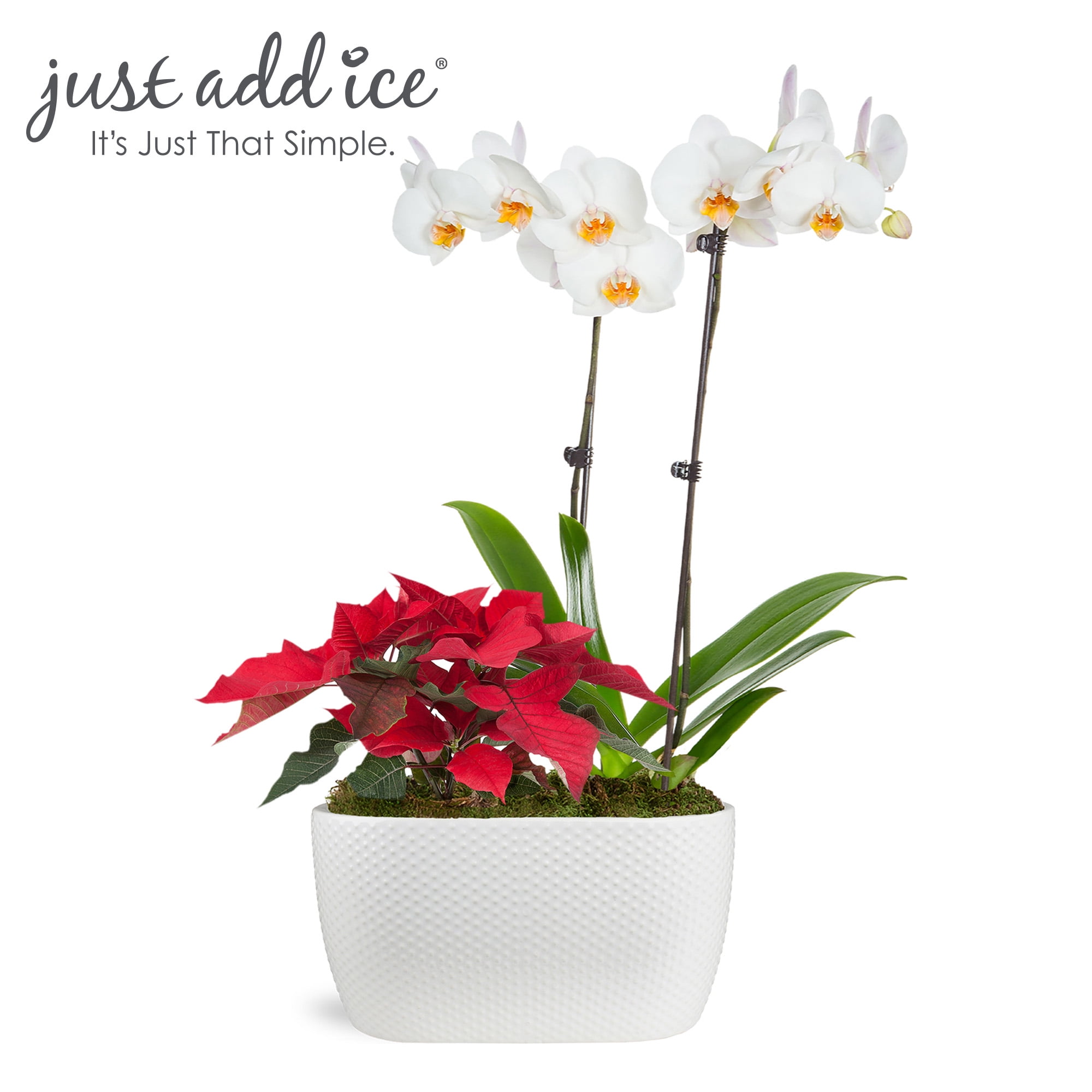 Just Add Ice 16-30" White and Yellow Orchid and 8-10" Red Poinsettia Live Plants in 10" White Dot Ceramic Planter, House Plant