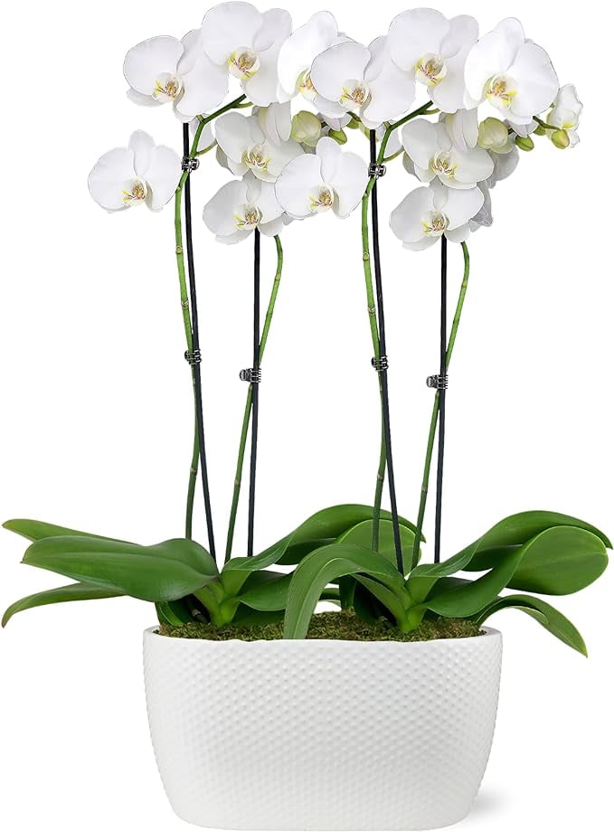 Just Add Ice 16-30" White and Yellow Premium Orchid Duo Live Plants in 10" White Dot Ceramic Planter, House Plant