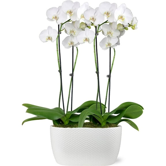 Just Add Ice 16-30" White and Yellow Premium Orchid Duo Live Plants in 10" White Dot Ceramic Planter, House Plant