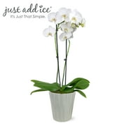 Just Add Ice 16-30" White and Yellow Premium Orchid Live Plant in 5" Grey Ceramic Pot, House Plant