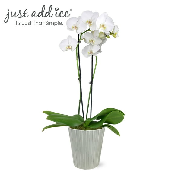 Just Add Ice 16-30" White and Yellow Premium Orchid Live Plant in 5" Grey Ceramic Pot, House Plant