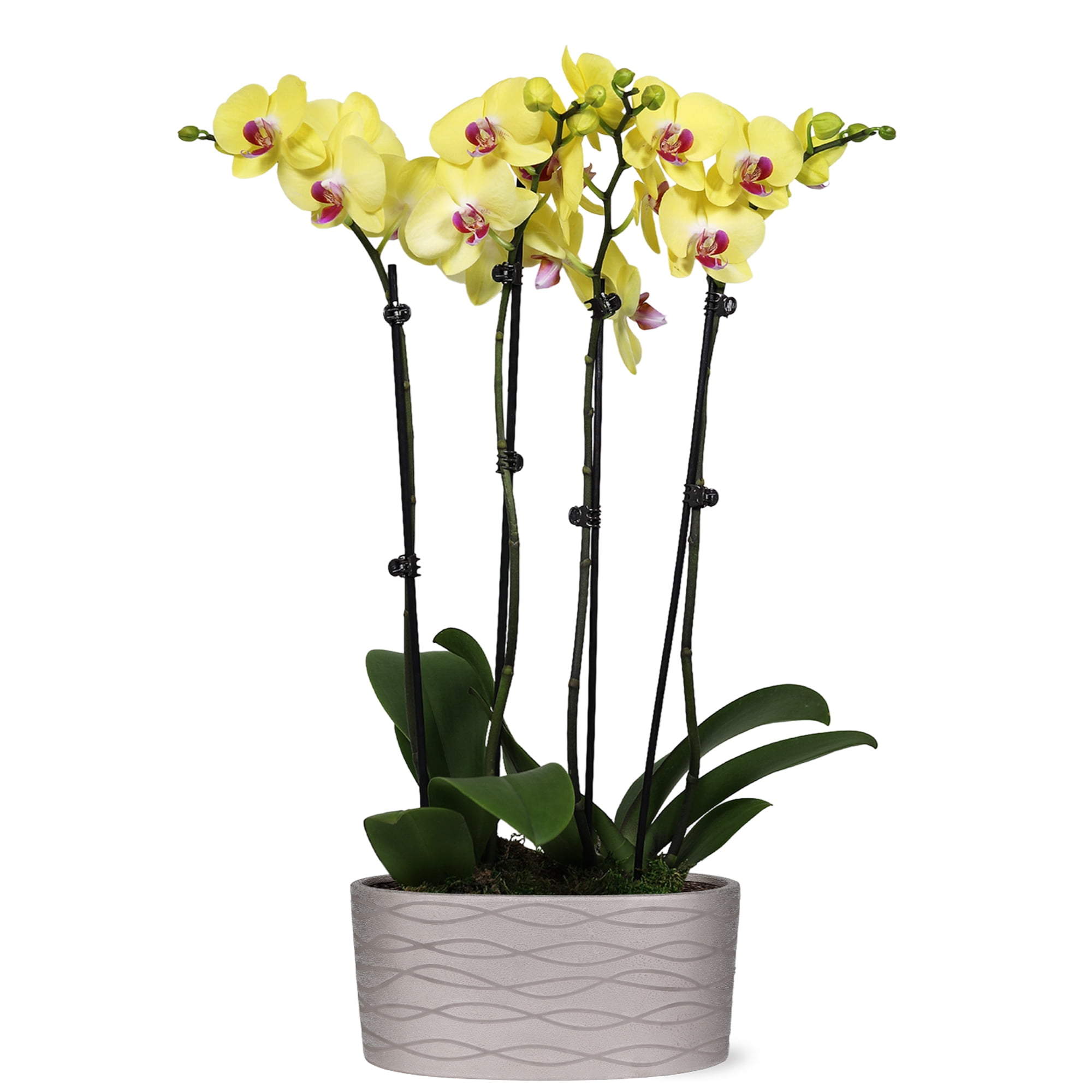 Just Add Ice 16-30" Yellow and Purple Premium Orchid Duo Live Plants in 10" Silver Ceramic Planter, House Plant
