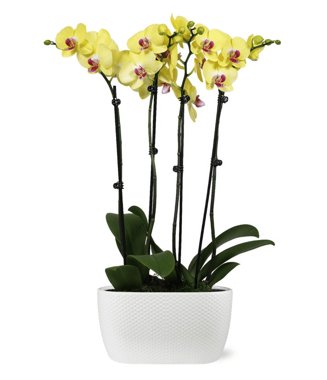 Just Add Ice 16-30" Yellow and Purple Premium Orchid Duo Live Plants in 10" White Dot Ceramic Planter, House Plant