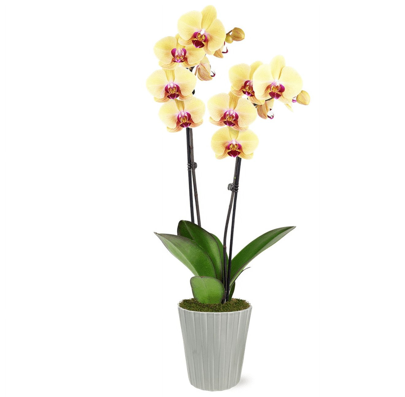 Just Add Ice 16-30" Yellow and Purple Premium Orchid Live Plant in 5" Grey Ceramic Pot, House Plant
