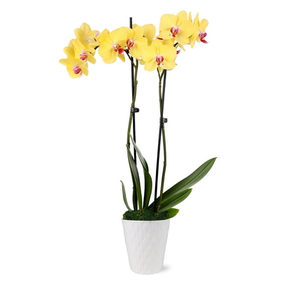 Just Add Ice 16-30" Yellow and Purple Premium Orchid Live Plant in 5" White Ceramic Pot, House Plant