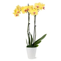 Just Add Ice 16-30" Yellow and Purple Premium Orchid Live Plant in 5" White Ceramic Pot, House Plant