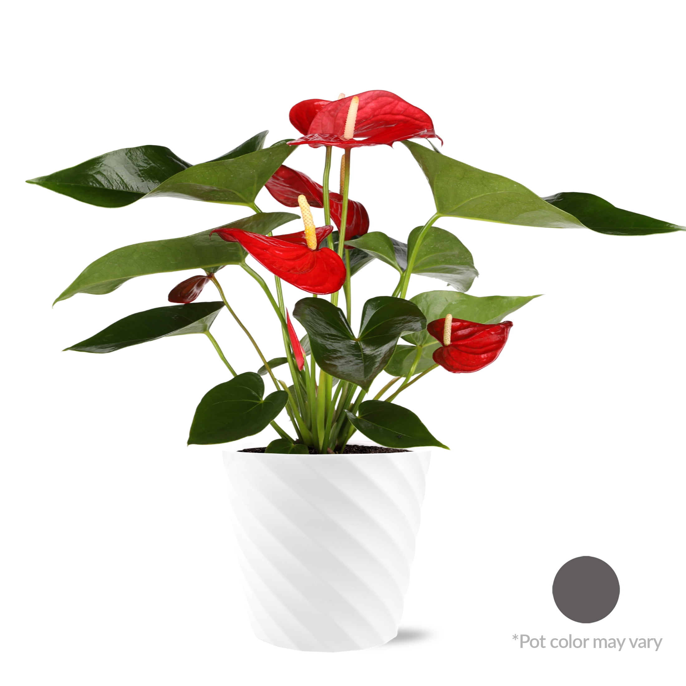 Just Add Ice 18" Tall Anthurium Live Plant in 7" Decorative Plastic Pot, House Plant