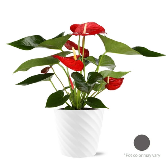 Just Add Ice 18" Tall Anthurium Live Plant in 7" Decorative Plastic Pot, House Plant