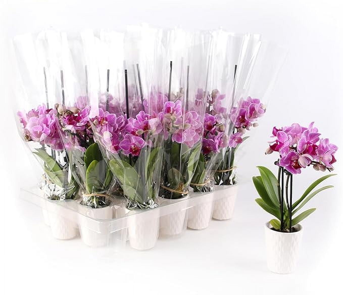 Just Add Ice 20-Pack Mini Assorted Pink Orchids Live Plant Party Favors, 6-10" Height in 2.5" Diamter White Ceramic, House Plant